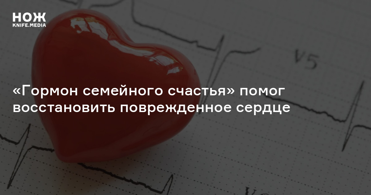 «Гормон семейного счастья» помог восстановить поврежденное сердце — Нож