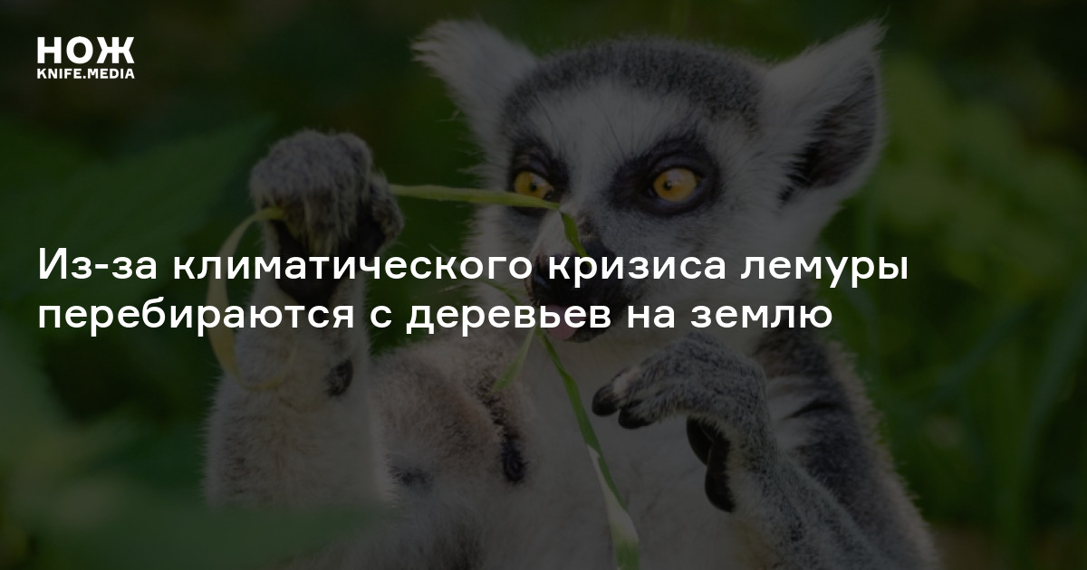 Из-за климатического кризиса лемуры перебираются с деревьев на землю — Нож