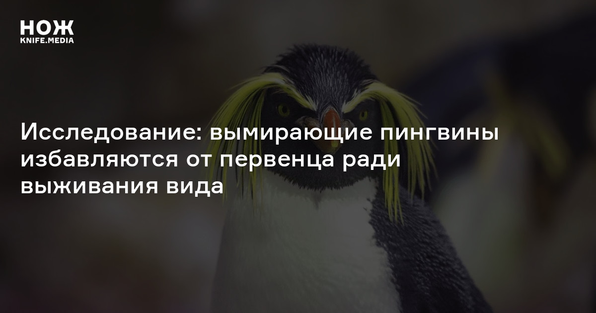 Исследование: вымирающие пингвины избавляются от первенца ради ...