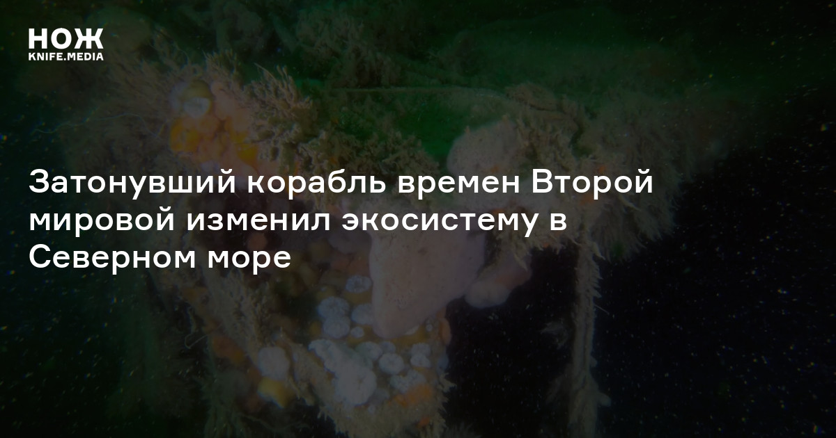 Затонувший корабль времен Второй мировой изменил экосистему в Северном ...