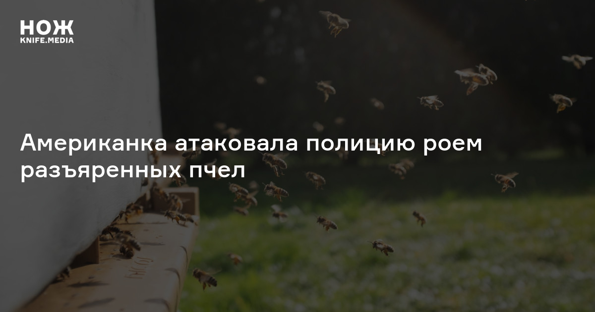Американка атаковала полицию роем разъяренных пчел — Нож