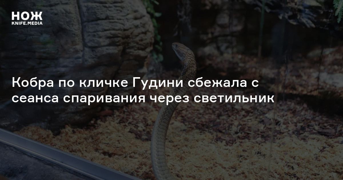Кобра по кличке Гудини сбежала с сеанса спаривания через светильник — Нож