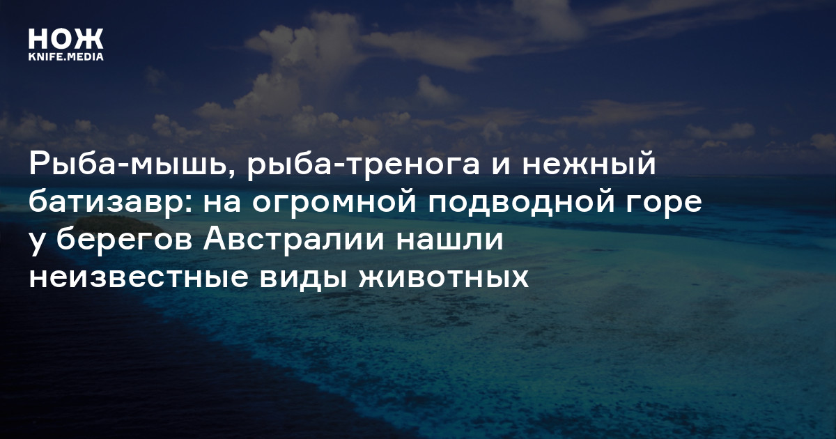 Рыба-мышь, рыба-тренога и нежный батизавр: на огромной подводной горе у ...