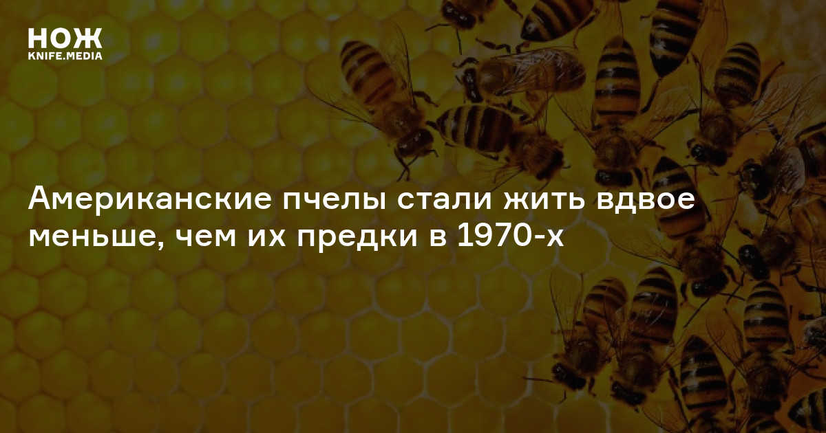 Американские пчелы стали жить вдвое меньше, чем их предки в 1970-х — Нож