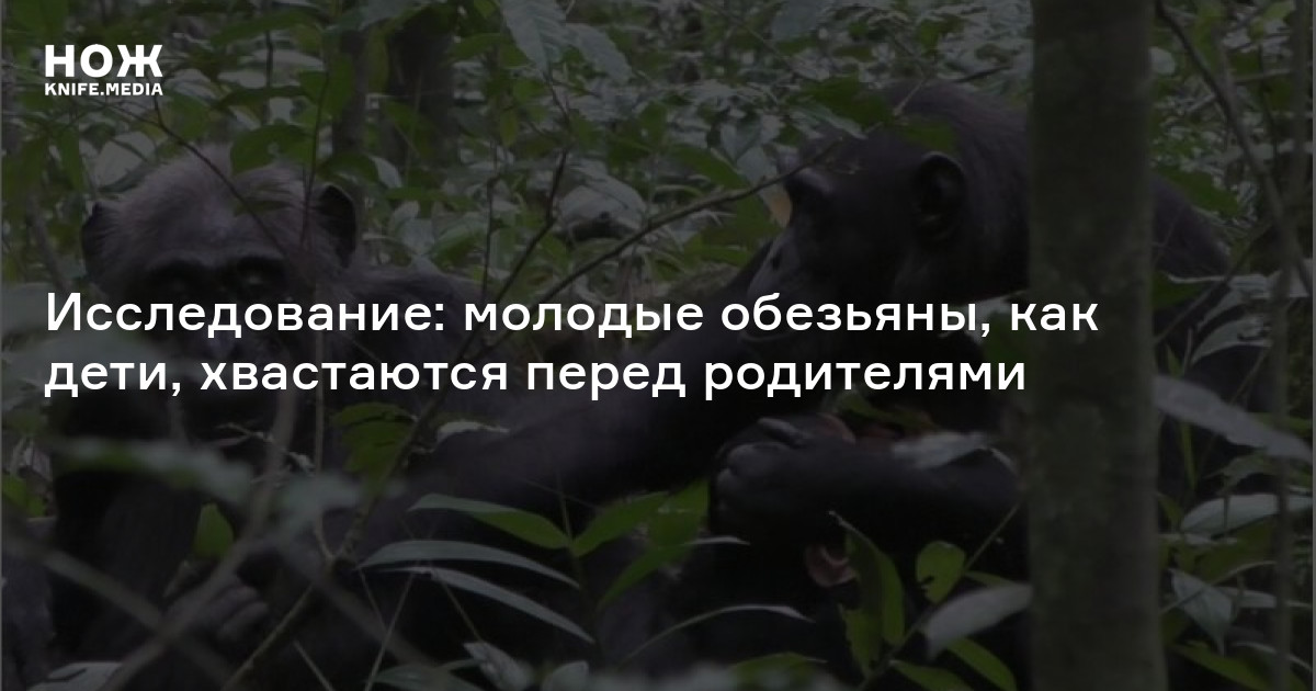 Исследование: молодые обезьяны, как дети, хвастаются перед родителями — Нож