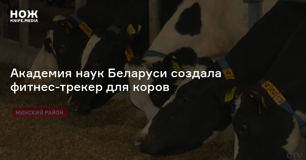 Академия наук Беларуси создала фитнес-трекер для коров — Нож