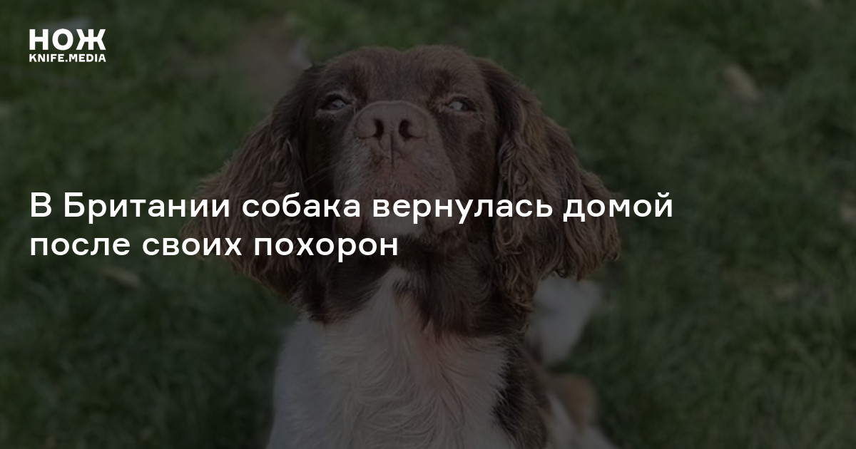 В Британии собака вернулась домой после своих похорон — Нож