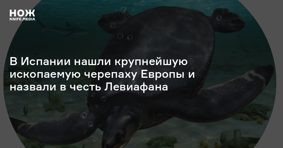 В Испании нашли крупнейшую ископаемую черепаху Европы и назвали в честь ...
