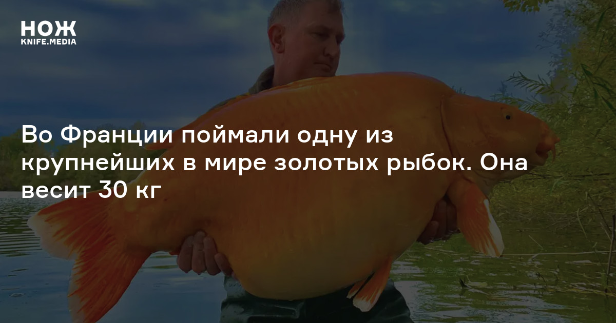 Во Франции поймали одну из крупнейших в мире золотых рыбок. Она весит ...