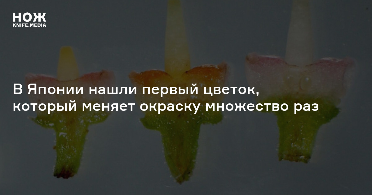 В Японии нашли первый цветок, который меняет окраску множество раз — Нож