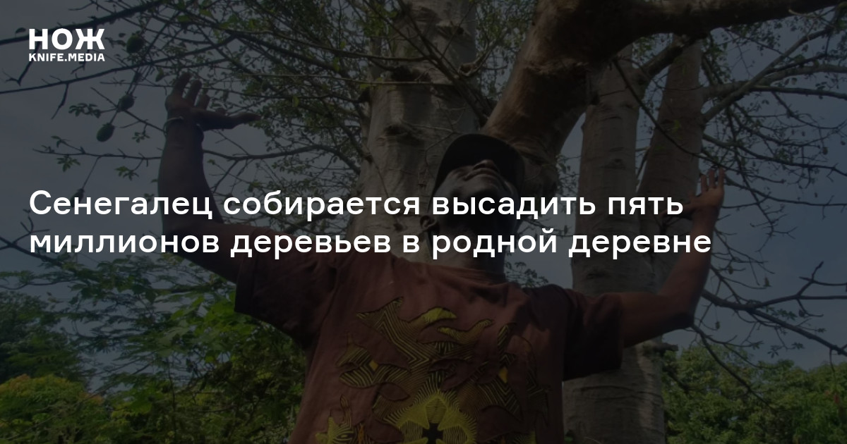 Сенегалец собирается высадить пять миллионов деревьев в родной деревне ...