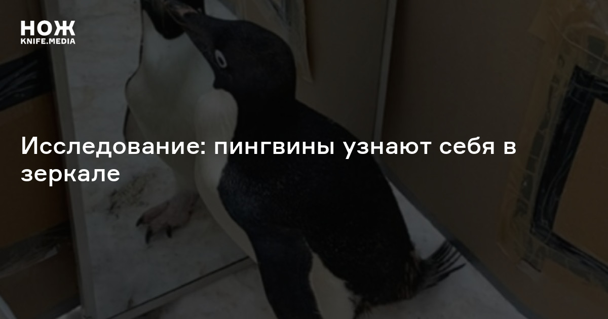 Исследование: пингвины узнают себя в зеркале — Нож