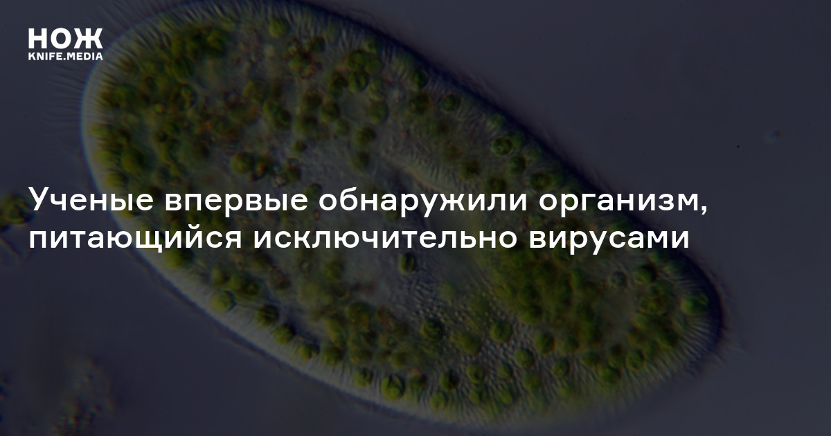 Ученые впервые обнаружили организм, питающийся исключительно вирусами — Нож