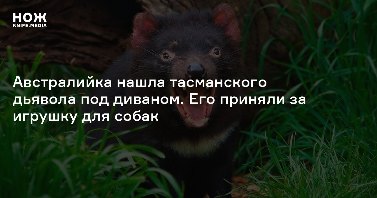 Австралийка нашла тасманского дьявола под диваном. Его приняли за ...