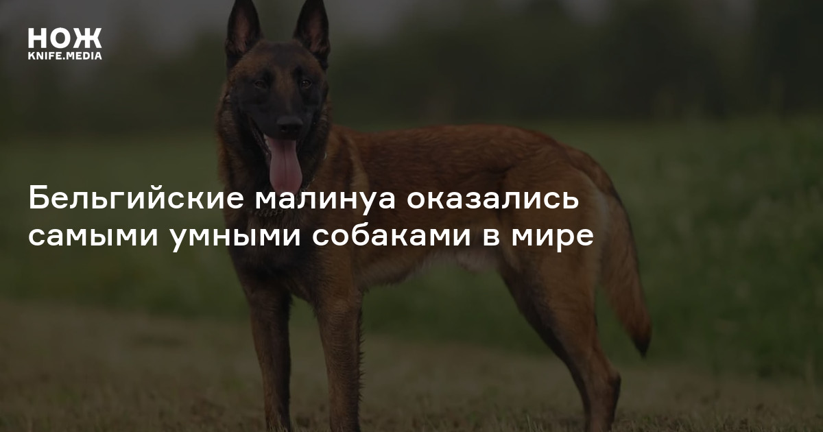Бельгийские малинуа оказались самыми умными собаками в мире — Нож