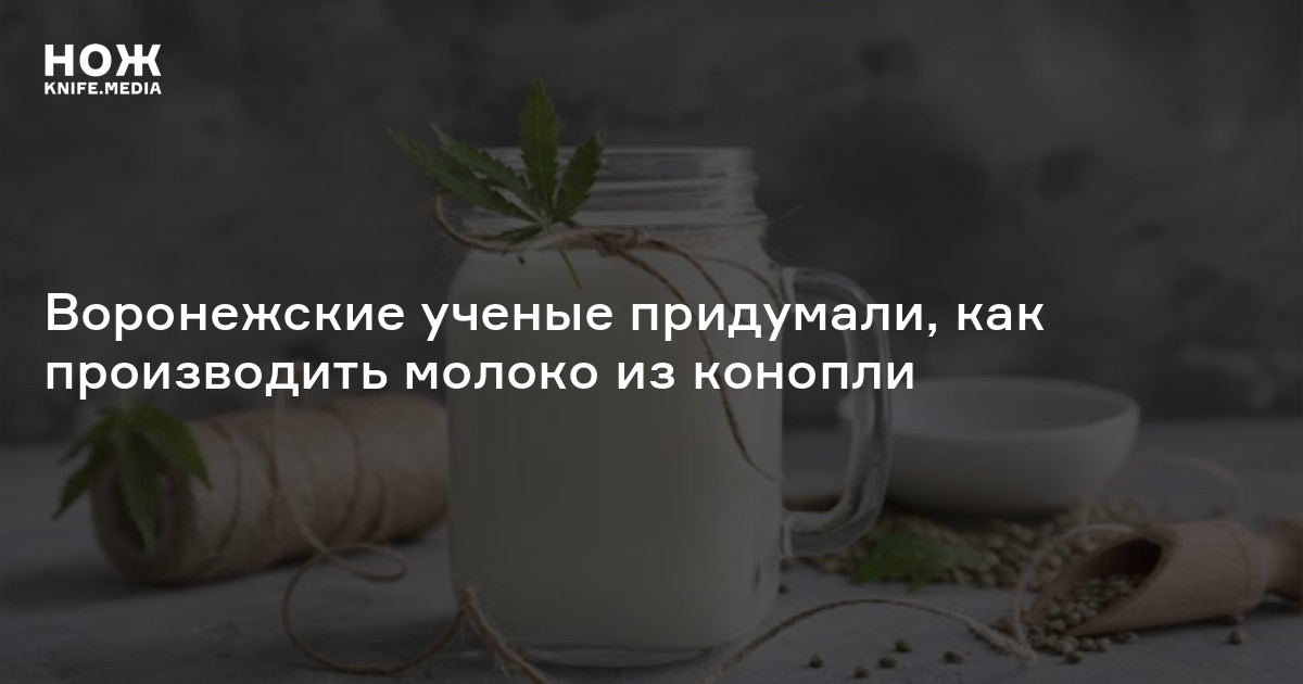 Воронежские ученые придумали, как производить молоко из конопли — Нож