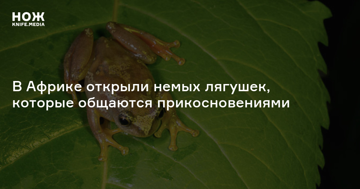 В Африке открыли немых лягушек, которые общаются прикосновениями — Нож