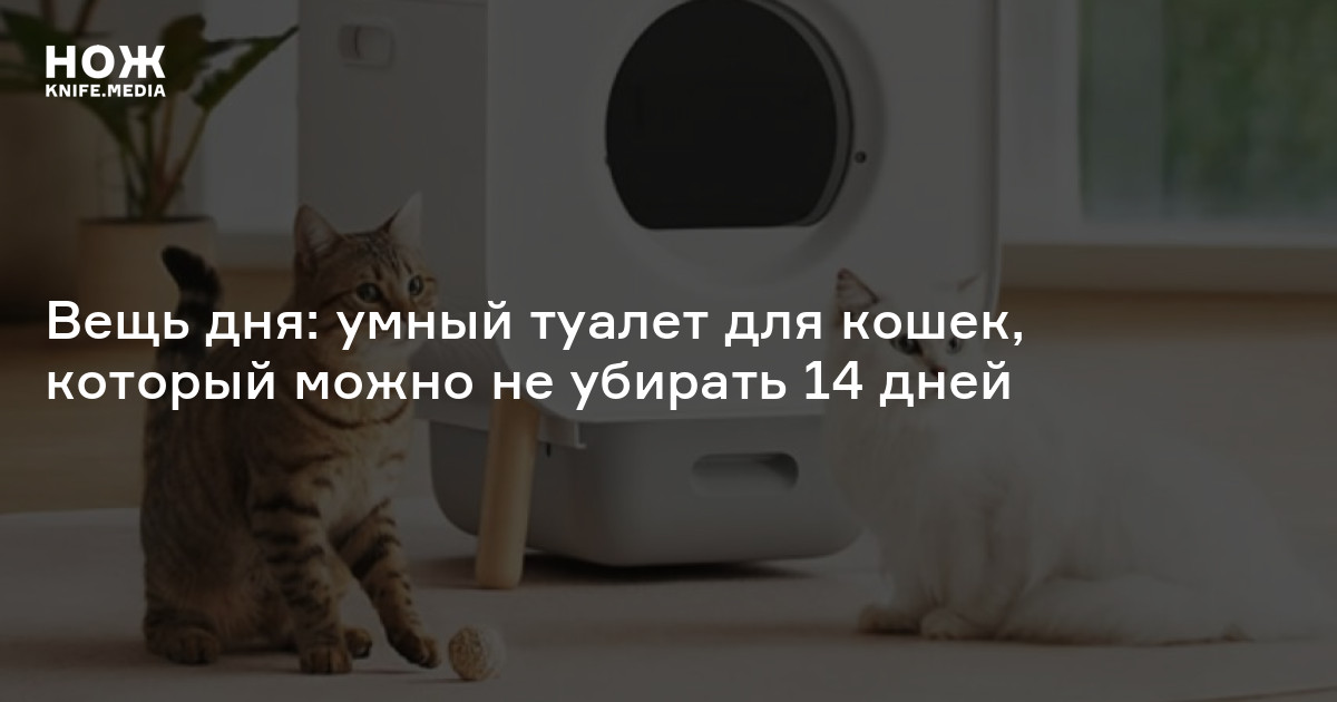 Газета для кота в туалете распечатать