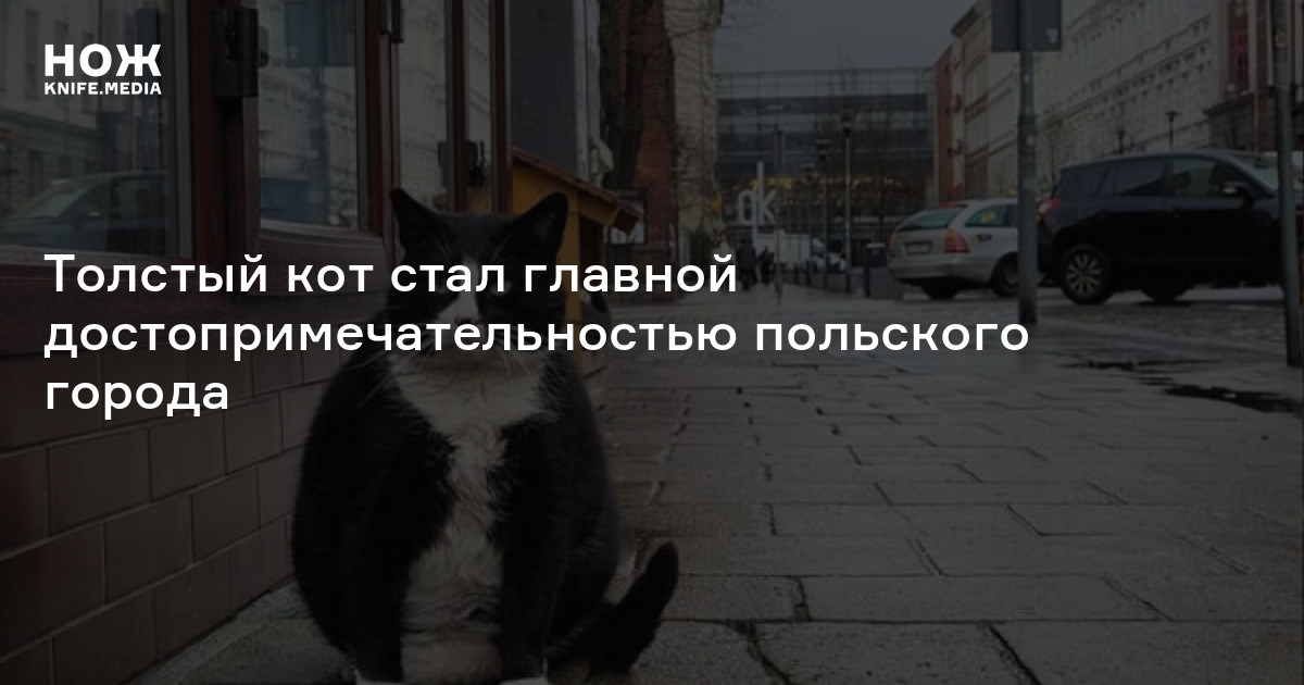 Главной достопримечательностью польского города стал толстый кот — Нож