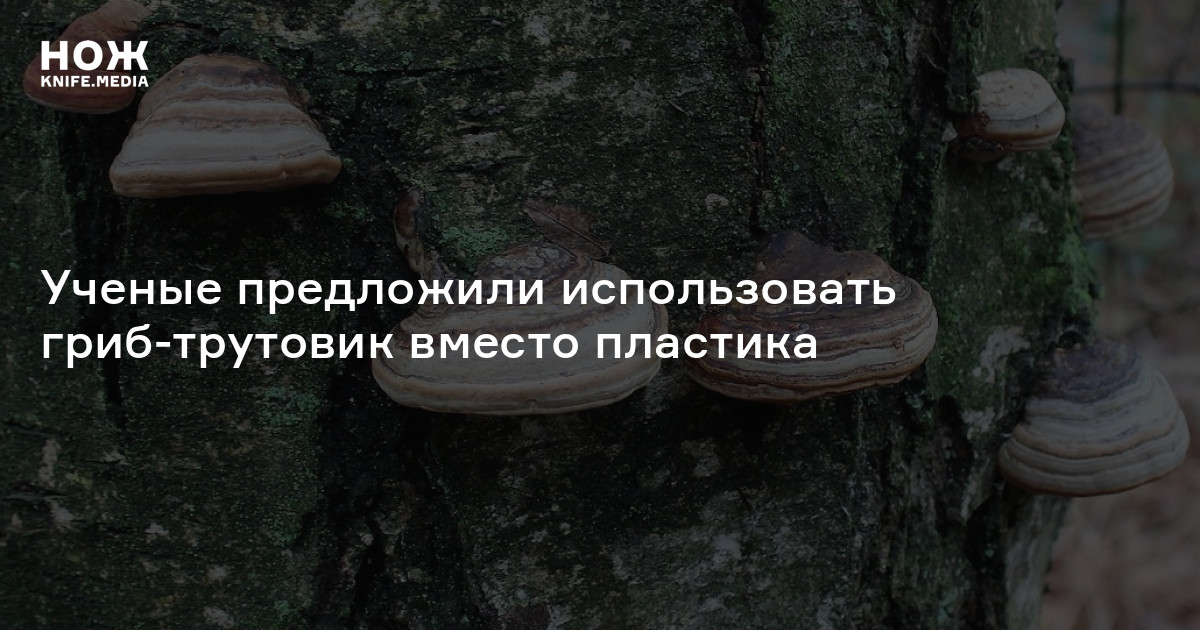 Ученые предложили использовать гриб-трутовик вместо пластика — Нож