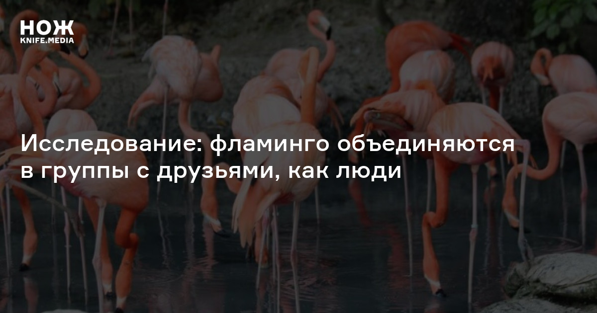 Исследование: фламинго объединяются в группы с друзьями, как люди — Нож