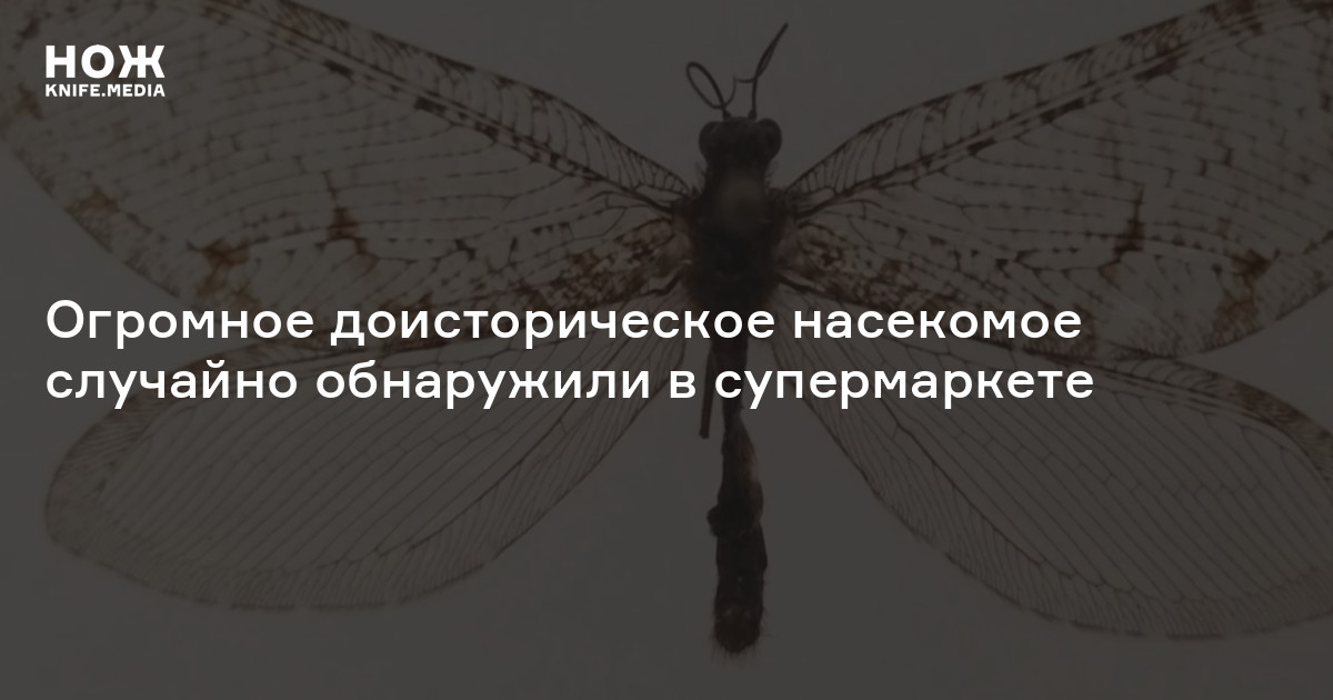 Огромное доисторическое насекомое случайно обнаружили в супермаркете — Нож