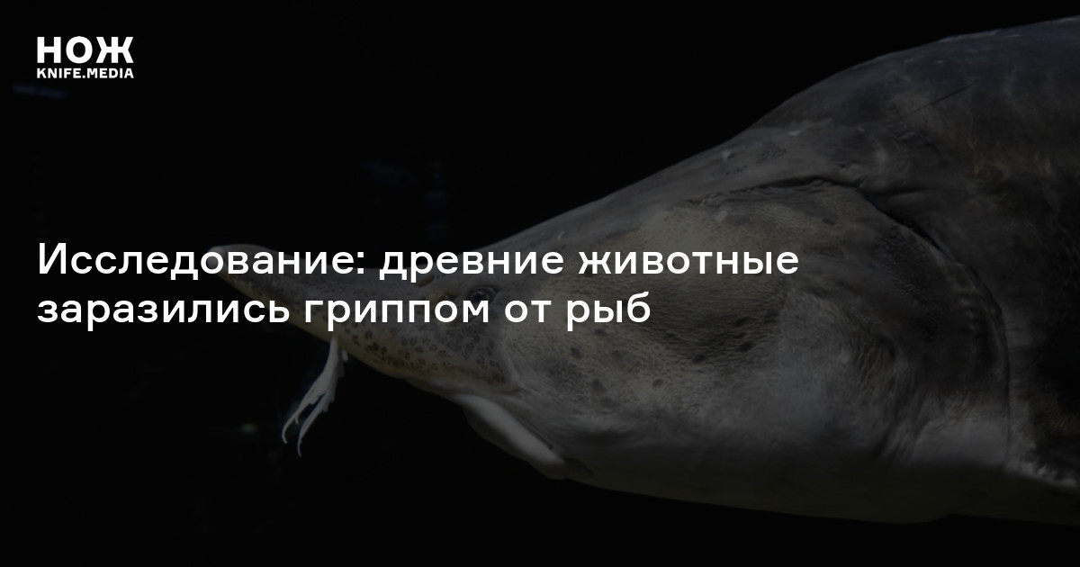 Исследование: древние животные заразились гриппом от рыб