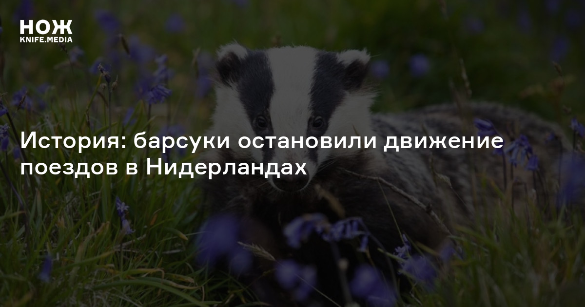История: барсуки остановили движение поездов в Нидерландах — Нож