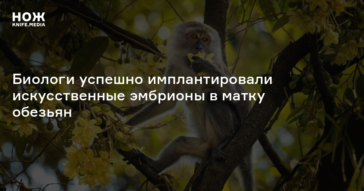 Биологи успешно имплантировали искусственные эмбрионы в матку обезьян — Нож