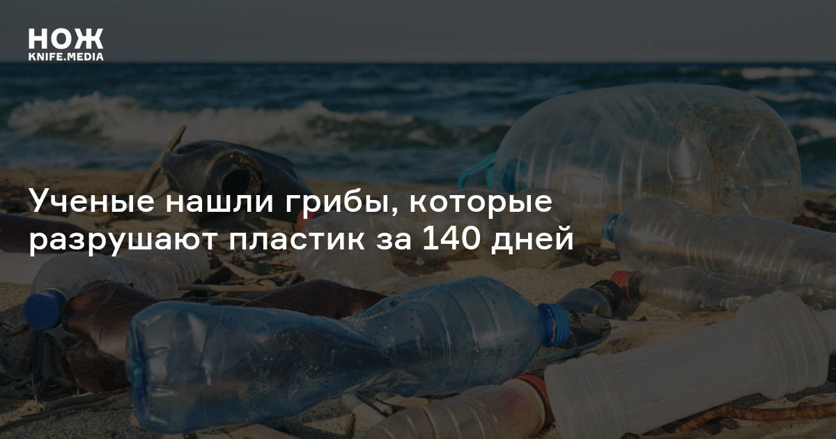 Ученые нашли грибы, которые разрушают пластик за 140 дней — Нож