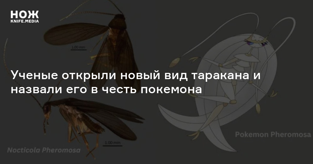 Ученые открыли новый вид таракана и назвали его в честь покемона — Нож