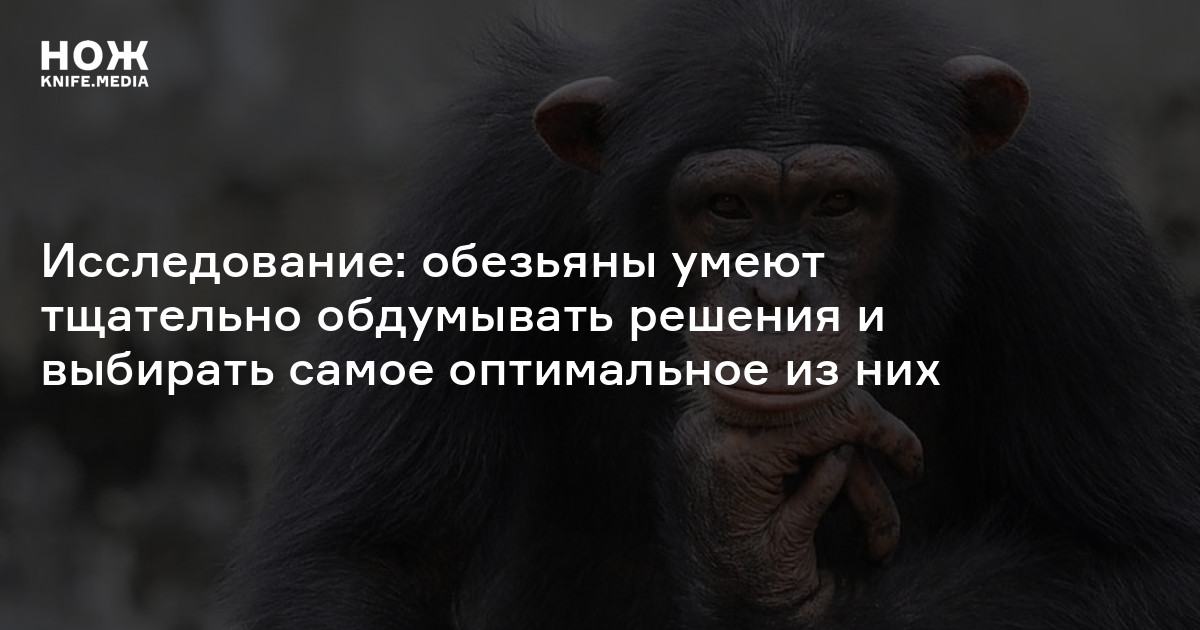 Исследование: обезьяны умеют тщательно обдумывать решения и выбирать ...