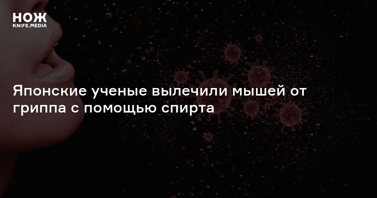 Японские ученые вылечили мышей от гриппа с помощью спирта — Нож