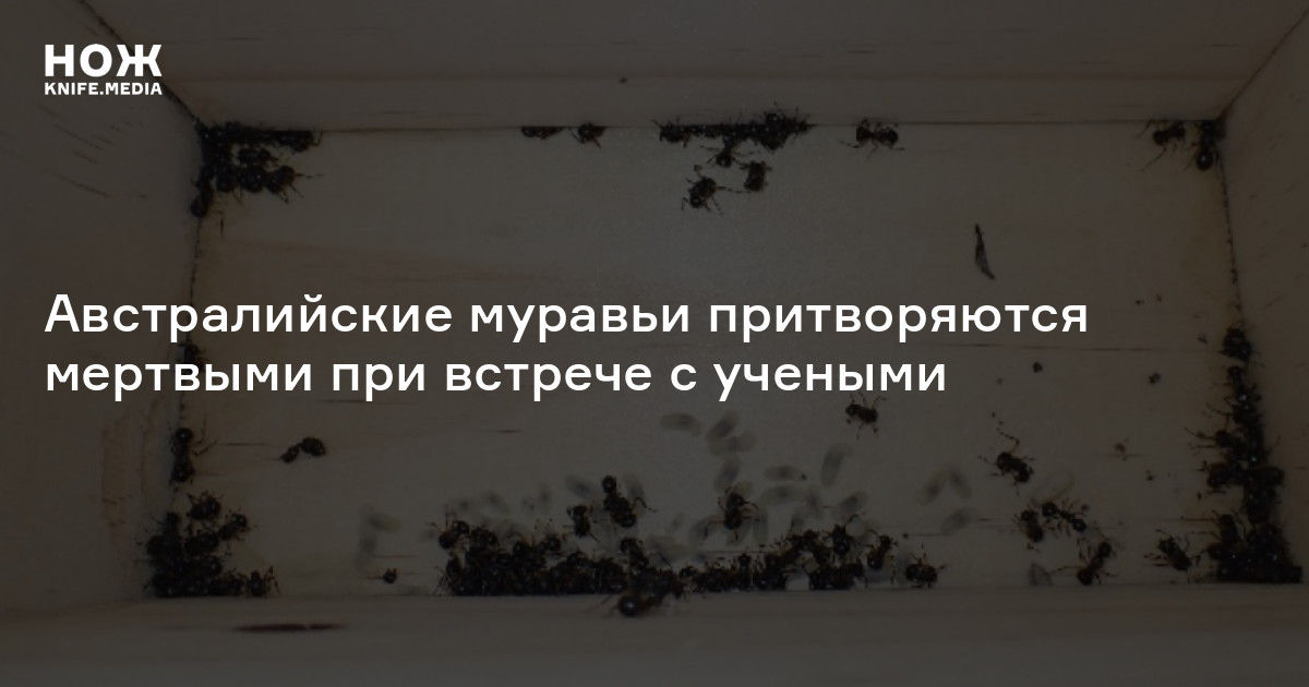 Австралийские муравьи притворяются мертвыми при встрече с учеными — Нож