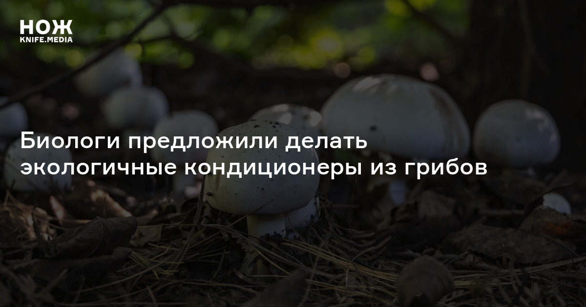 Биологи предложили делать экологичные кондиционеры из грибов — Нож