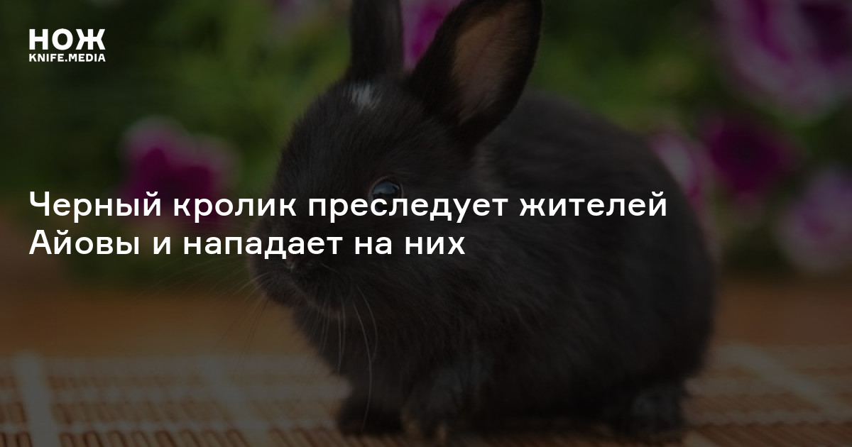 Черный кролик преследует жителей Айовы и нападает на них — Нож