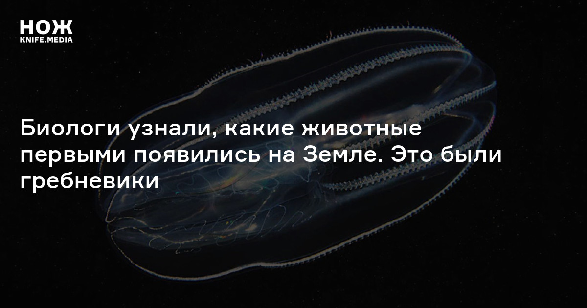 Биологи узнали, какие животные первыми появились на Земле. Это были ...