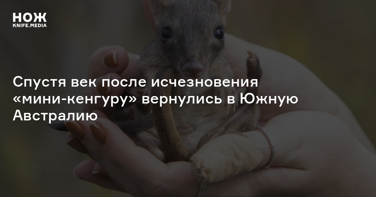 Спустя век после исчезновения «мини-кенгуру» вернулись в Южную ...