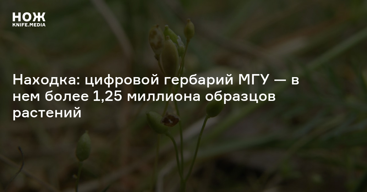 Находка: цифровой гербарий МГУ — в нем более 1,25 миллиона образцов ...