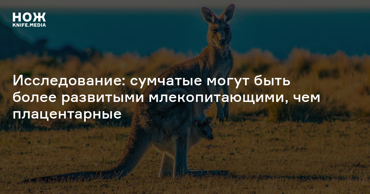 Исследование: сумчатые могут быть более развитыми млекопитающими, чем ...