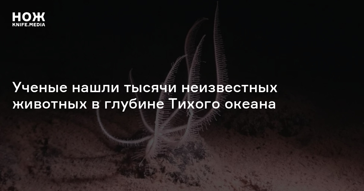 Ученые нашли тысячи неизвестных животных в глубине Тихого океана — Нож