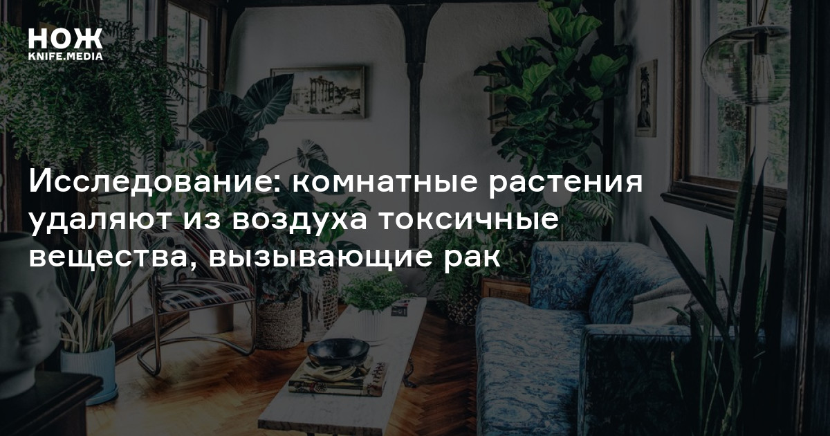 Комнатные растения удаляют из воздуха токсичные вещества, вызывающие ...