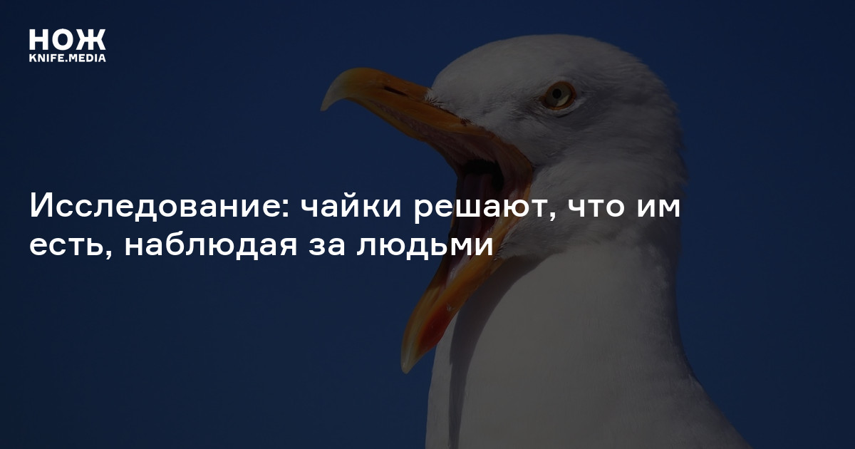 Исследование: чайки решают, что им есть, наблюдая за людьми — Нож