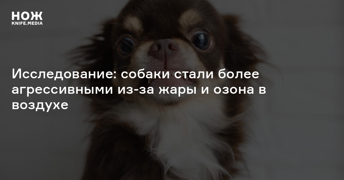 Исследование: собаки стали более агрессивными из-за жары и озона в ...