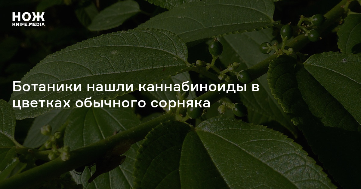 вишня листья полезные. мир растений ботаника.