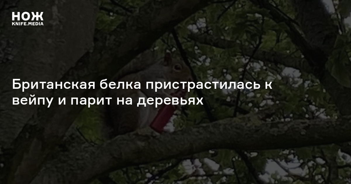Британская белка пристрастилась к вейпу и парит на деревьях — Нож