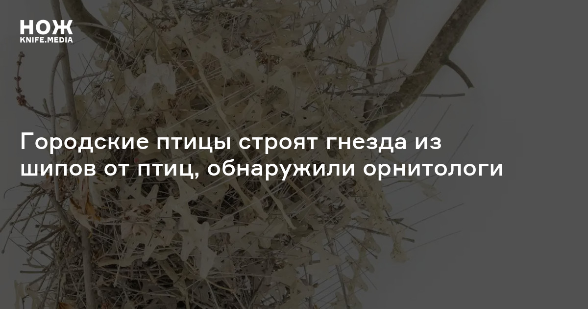 Городские птицы строят гнезда из шипов от птиц, обнаружили орнитологи — Нож