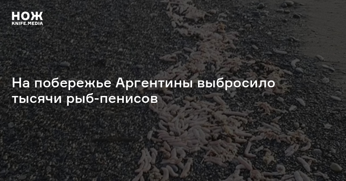На побережье Аргентины выбросило тысячи рыб-пенисов — Нож