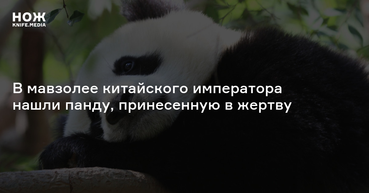 В мавзолее китайского императора нашли панду, принесенную в жертву — Нож