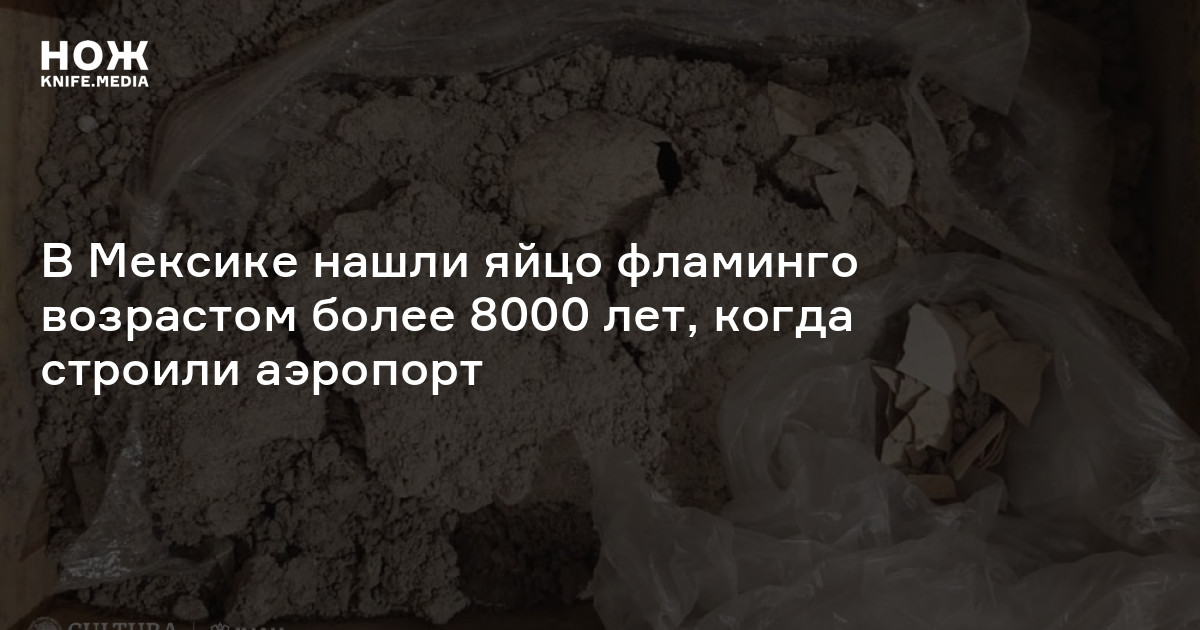 В Мексике нашли яйцо фламинго возрастом более 8000 лет, когда строили ...